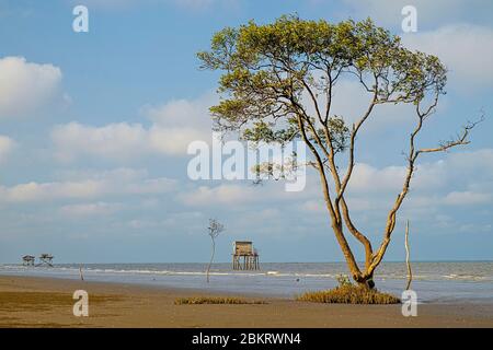 Il Vietnam, provincia di Tien Giang, andare Cong, paesaggio di mangrovie Foto Stock