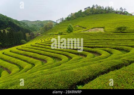 Corea del Sud, Provincia di Jeolla Sud, campi da tè verde Boseong, vista generale di una piantagione di tè Foto Stock