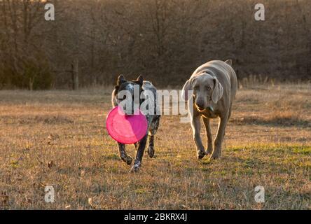 Cane bianco e nero macchiato che porta un frisbee rosa, con un Weimaraner che segue nelle vicinanze; su un prato al sole della sera Foto Stock