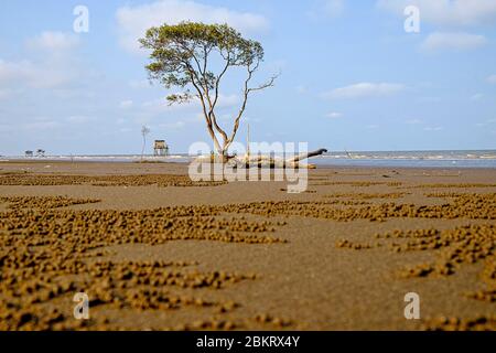 Il Vietnam, provincia di Tien Giang, andare Cong, paesaggio di mangrovie Foto Stock