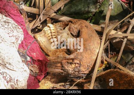 Vista ravvicinata del cranio umano di un uomo deceduto. Il cranio è ancora coperto di pelle con capelli e tessuti muscolari. Il cervello è visibile attraverso un foro nel Th Foto Stock