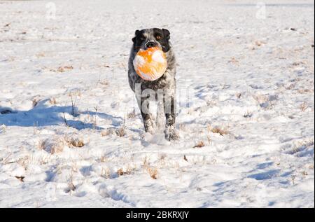 Cane bianco e nero punteggiato che corre verso lo spettatore portando una palla arancione, su uno sfondo nevoso, soleggiato, invernale Foto Stock