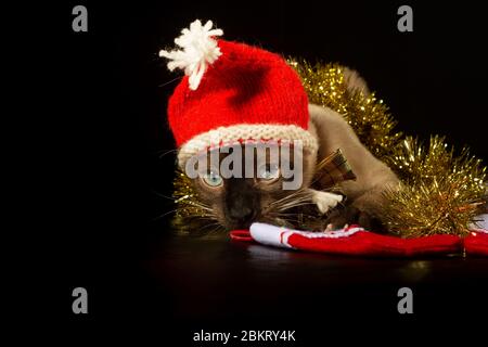 Gatto siamese con cappello rosso Santa, con un tinsel dorato intorno a lui; su sfondo scuro con spazio per le copie Foto Stock