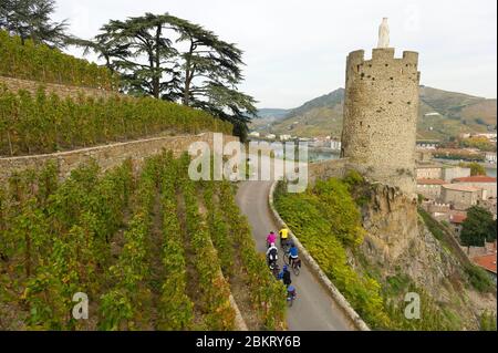 Francia, Ardeche, Tournon sur Rhone, Via Rhona, in bicicletta nei vigneti sopra Tournon Foto Stock