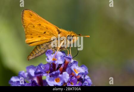 Farfalla minuscola Skipper Fiery ottenere nettare da un fiore viola Budda Foto Stock