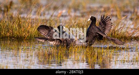 Francia, Somme (80), Baie de Somme, le Crotoy, in primavera, le Coots eurasian (Fulica atra) squabbles per marcare il loro territorio e nidificare per garantire la riproduzione Foto Stock