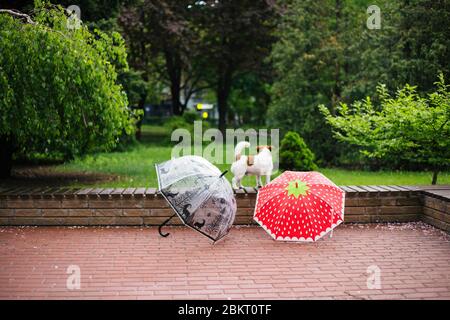 Jack Russel cane e ombrellone luminoso all'aperto. Cane sul banco Foto Stock