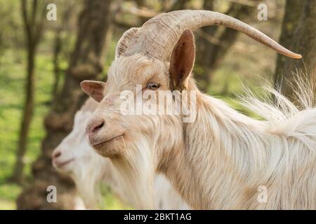 Ungheria, Somogy, Siofok, Lago Balaton Foto Stock