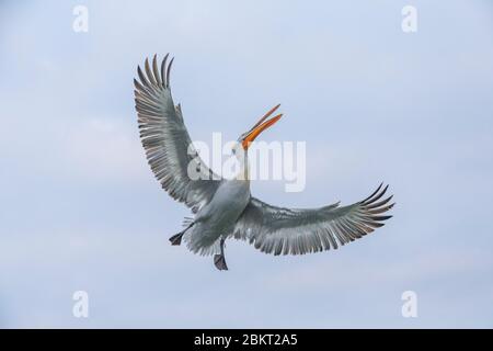 Grecia, Macedonia, lago Kerkini, pellicano dalmata (Pelecanus crispus) Foto Stock