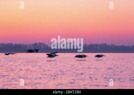 Grecia, Macedonia, lago Kerkini, pellicano dalmata (Pelecanus crispus) Foto Stock