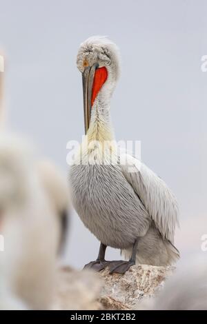 Grecia, Macedonia, lago Kerkini, pellicano dalmata (Pelecanus crispus) Foto Stock