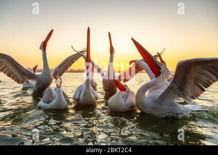 Grecia, Macedonia, lago Kerkini, pellicano dalmata (Pelecanus crispus) Foto Stock