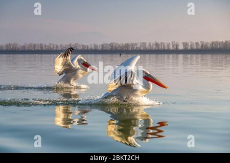 Grecia, Macedonia, lago Kerkini, pellicano dalmata (Pelecanus crispus) Foto Stock