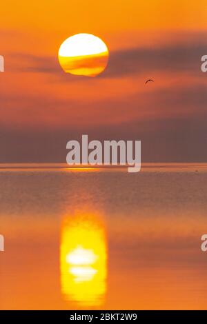 Grecia, Macedonia, lago Kerkini Foto Stock