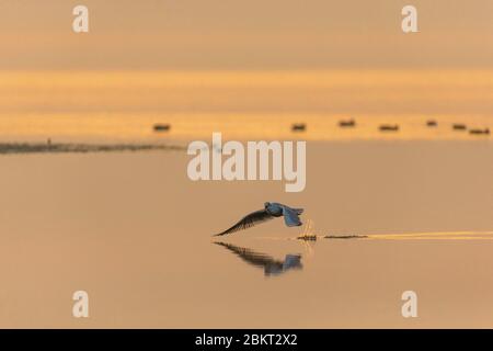 Grecia, Macedonia, lago Kerkini Foto Stock