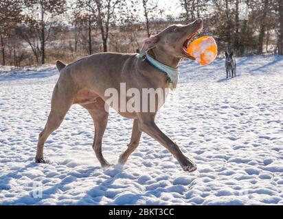 Il cane Weimaraner lancia una palla in aria mentre corre, in una scena invernale innevata, illuminata dal sole Foto Stock