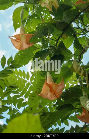 Angeli d'arancia trombe Datura, Solanaceae, Brugmansia, i grandi fiori profumati danno loro il nome comune delle trombe dell'angelo, nome a volte uso Foto Stock