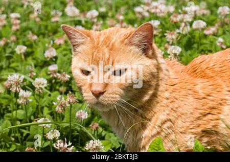 Gatto zenzero a tavola camminando in alto trifoglio tra fiori bianchi in una giornata estiva soleggiata Foto Stock