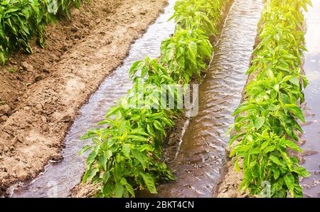 Annaffiatura di filari di piantagioni di pepe. Irrigazione copiosa pesante. Ortaggi in crescita nell'industria agricola. Prodotti alimentari biologici. Terreno agricolo. Agricu Foto Stock