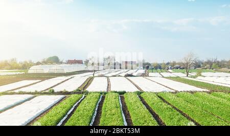 Paesaggio di piantagioni di terreno agricolo coperto di agro-fibra. Agroindustria e agroalimentare. Prodotti biologici in Europa. Industria agricola gro Foto Stock