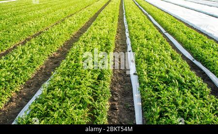 Aperto con sotto cespugli di patate piantagione di agro. Coltivazione, raccolta in tarda primavera. Crescere un raccolto sulla fattoria. Agroindustria e agribusine Foto Stock