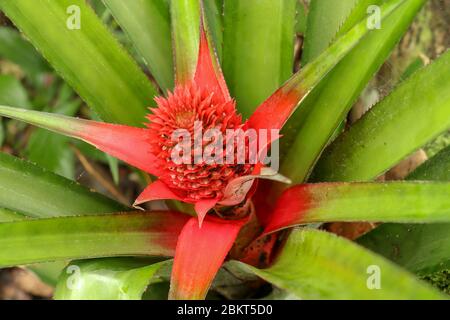 Primo piano dei fiori rossi di ananas che crescono su una pianta tropicale di bromeliad con foglie rosse, Bali, Indonesia. Giovani ananas comosus Variegatus. Nano rosa Foto Stock