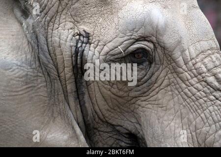 testa dell'elefante closeup occhio e orecchie coppia di testa degli elefanti faccia foto stock Foto Stock