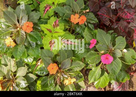 Impatiens Walleriana Sultanii Busy Lizzie Fiori, grande dettaglio verticale sfondo modello, Magenta, Viola, Rosso, Rosa, Divina Nuova Guinea Balsam su Foto Stock