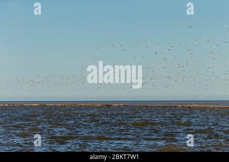 Gregge di gabbiani che volano sul lago Foto Stock