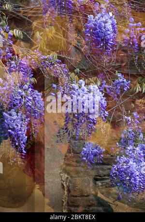 La Wisteria è una grande pianta da arrampicata che può vivere a lungo. Produce una profusione di fiori blu che pendono in una grande massa in primavera Foto Stock