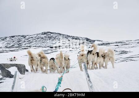 Vista passeggero di una slitta trainata da cani in Ilulissat Greeland Foto Stock