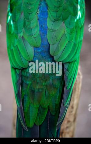 Piume di piumaggio sul retro di una femmina del re australiano Parrot, Alisterus scapularis, arroccato su un palo di recinzione, Kennet River, Victoria, Australia Foto Stock