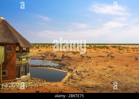 Turisti che guardano la fauna selvatica nel Parco Nazionale Etosha, Namibia Foto Stock