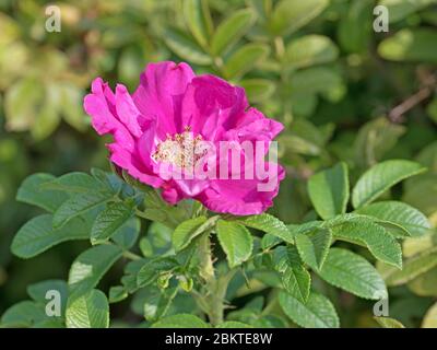 Rosa di patate fiorente, rosa rugosa, in primo piano Foto Stock