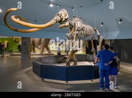 I visitatori che guardano lo scheletro di un mammut colombiano (Mammuthus columbi) nel Museo di la Brea Tar Pits, Los Angeles, California, USA Foto Stock