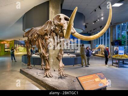 Scheletro di un Mastodon americano (Mammut americanum) nel Museo di la Brea Tar Pits, Los Angeles, California, USA Foto Stock