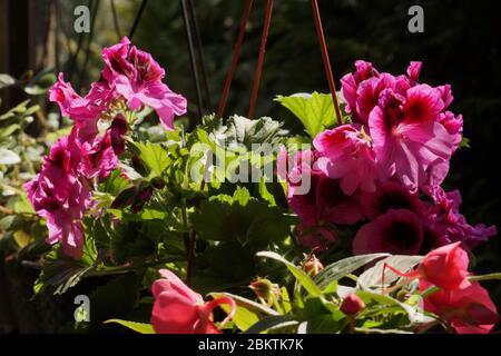 Pelargonium granulflorum (geranio inglese) e impatiens. Un set di fiori per il balcone. Foto Stock