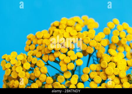 Tansy contro il cielo. Fiori gialli primo piano su sfondo blu. Erbe medicinali. Campione di colore a contrasto. Tanasetum. Un bouquet di farmacia lui Foto Stock