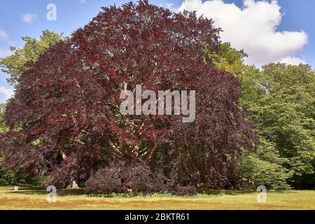 Un bel vecchio faggio europeo in primavera. (Fagus sylvatica) Foto Stock