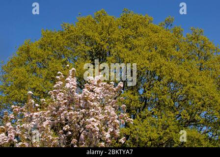 Fiore rosa su Prunus Amanogawer, con foglie verdi fresche su quercia inglese, Quercus robur, oltre al sole primaverile e cielo blu scuro alle spalle Foto Stock