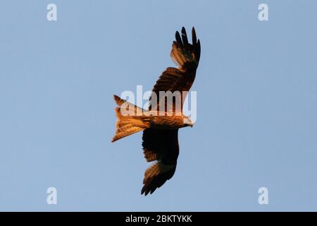 Regno Unito Meteo: Uccelli aquiloni rossi che volano sopra al tramonto. Minacciato di estinzione, Milvus Milvus (più comunemente noto come Red Kites) è un uccello aggraziato, con coda di forchetta che sono stati reintrodotti con successo in Inghilterra e Scozia, ora raggiungendo circa 1,800 coppie di allevamento nel solo Regno Unito dal loro ristabilimento nel 1989. Ora, con 18000-24000 coppie di riproduzione in tutto il mondo, non sono più vulnerabili, soprattutto sotto la protezione di uno dei programmi di protezione più lunghi del mondo, RSPB. © Foto Stock