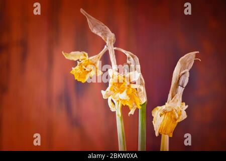 Primo piano di belle narcisi giallo selvaggio fiori - daffodil - su sfondo rosso Foto Stock