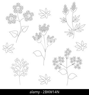 Un set di fiori selvatici su sfondo bianco in grafica vettoriale. Pianta medicinale. Per colorare libri, illustrazioni botaniche, carta da imballaggio, tessuti Illustrazione Vettoriale