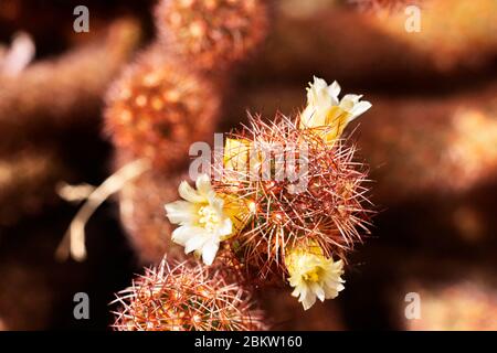 Mammillaria elongata pianta -cactus laccio oro o cactus dito donna - pianta con steli ovali ricoperti di spine brune con fiori bianchi-gialli Foto Stock