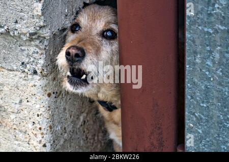 Un piccolo cane aggressivo non permette l'accesso al cortile e cancello. Si abbaia e chiama il proprietario fuori casa. Foto Stock