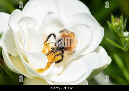 Un macro colpo di ape di carter a bande marroni Bumblebee Bombus humilis raccolta polline da fiore. Foto Stock