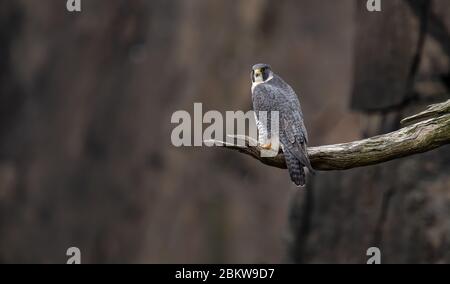 Falco pellegrino Foto Stock