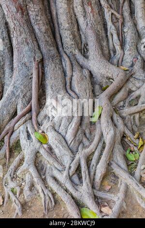 Fico sacro, albero di bodhi, Ficus religiosa, Forte Rosso, Lal Qila, Delhi, India Foto Stock