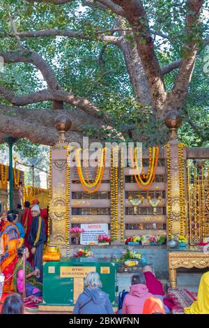 Bodhi Tree, Mahabodhi Temple, Bodh Gaya, Bihar, India Foto Stock