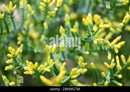 Macro di fogliame nano Hinoki Cypress Foto Stock